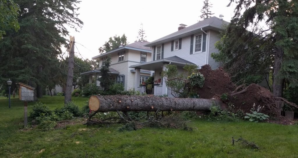 Here’s the view out our front door, a few days after a crazy-ass storm (103 mph straight-line winds) blew through and destroyed our end of the city. Even now, more than a month later, that trunk is lying there, as are trees all over town. Thousands, including us, were without power for days. Indoor camping sucks only a little less than tent camping.